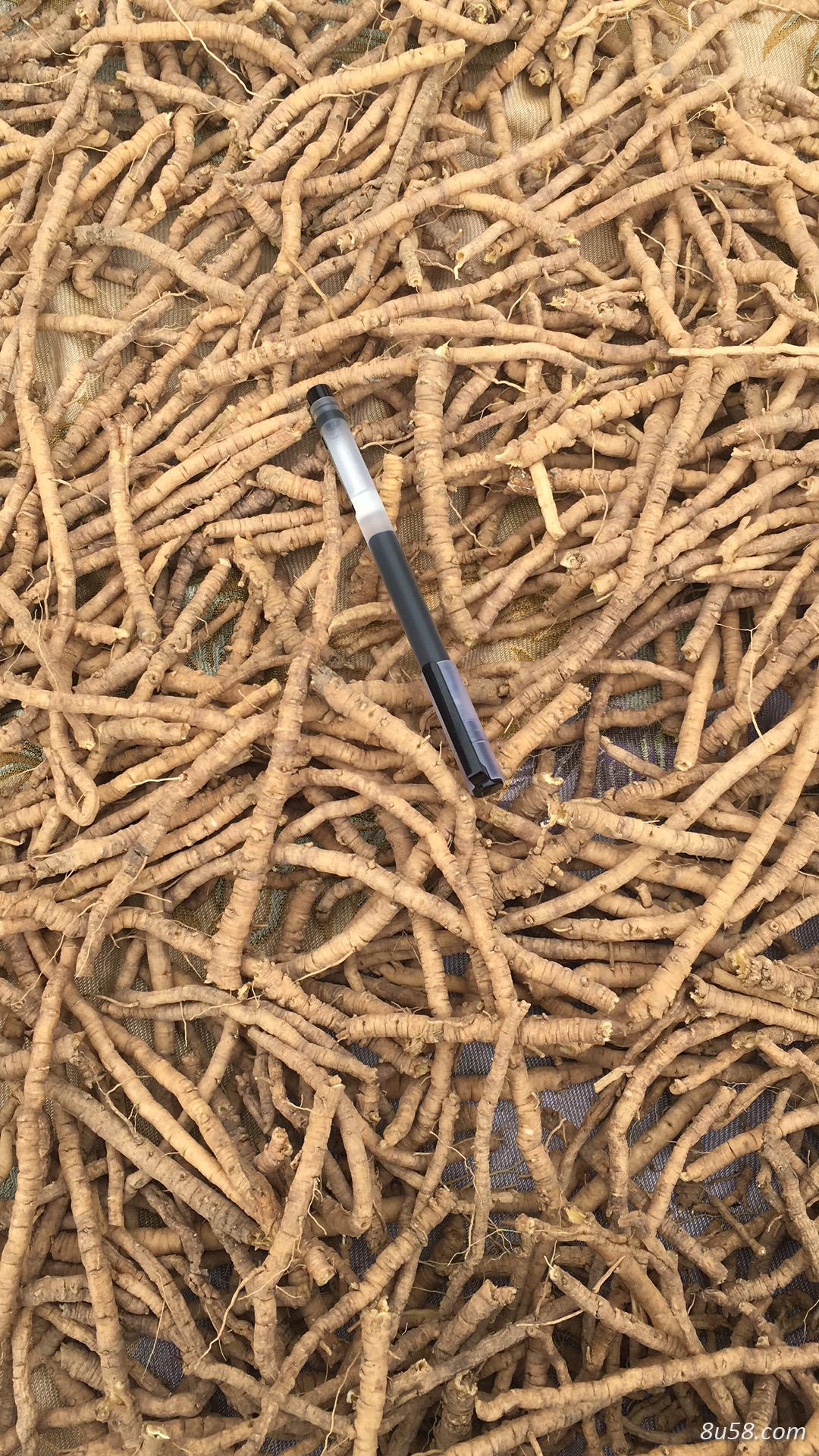 大量出售远志筒