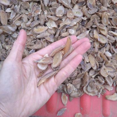 广郁金厚片  广郁金薄片  广郁金干个子 大量现货   接受预定