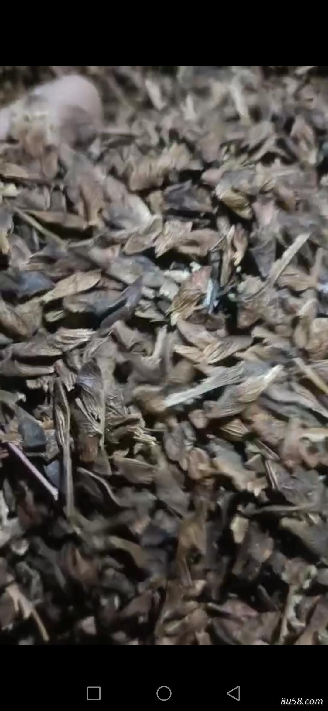 三角枫籽