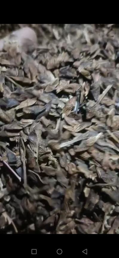 三角枫籽