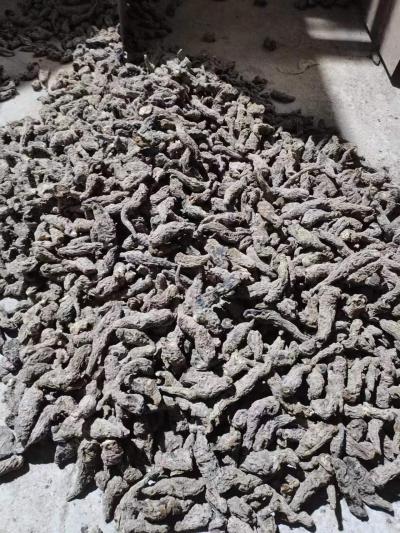 大量熟地黄出售，土炉烤、电烤都有。