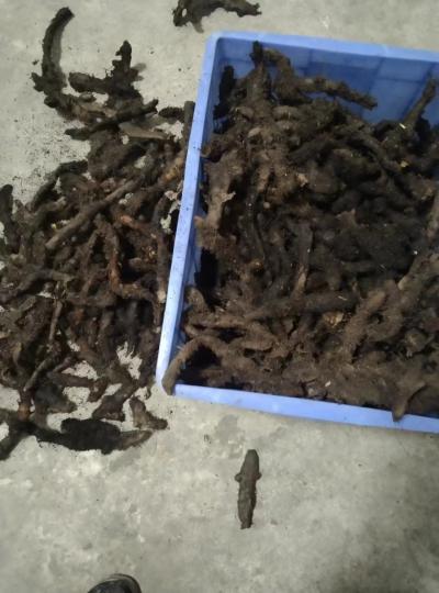 求购骨碎补