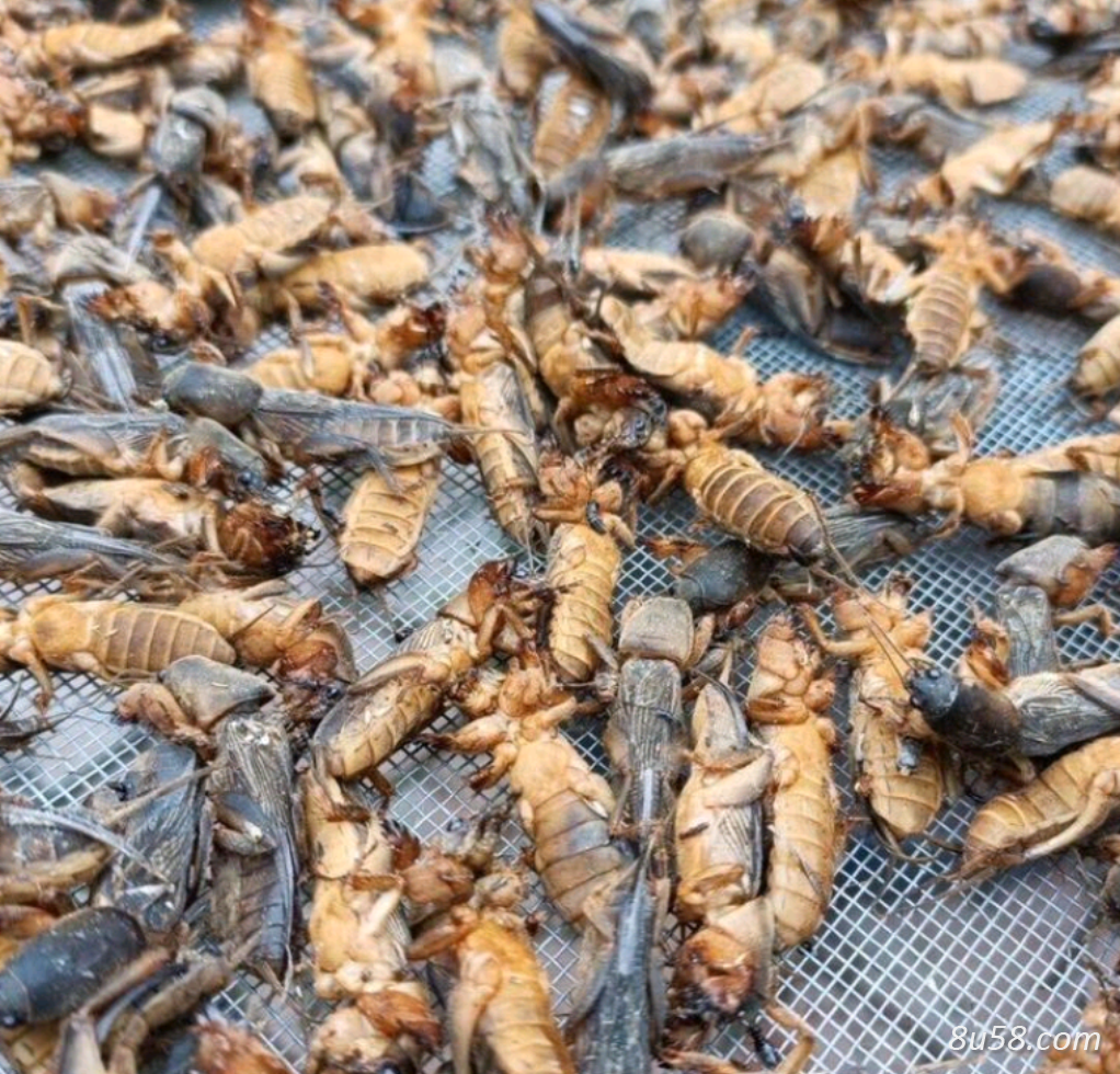 蝼蛄土狗子