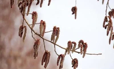 杨树花出售