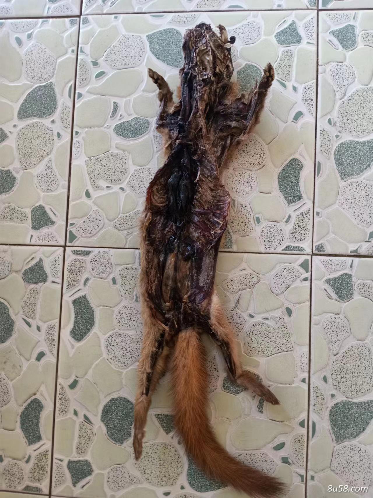 养殖的黄鼠狼,黄鼬是怎么入药用,养殖商家
