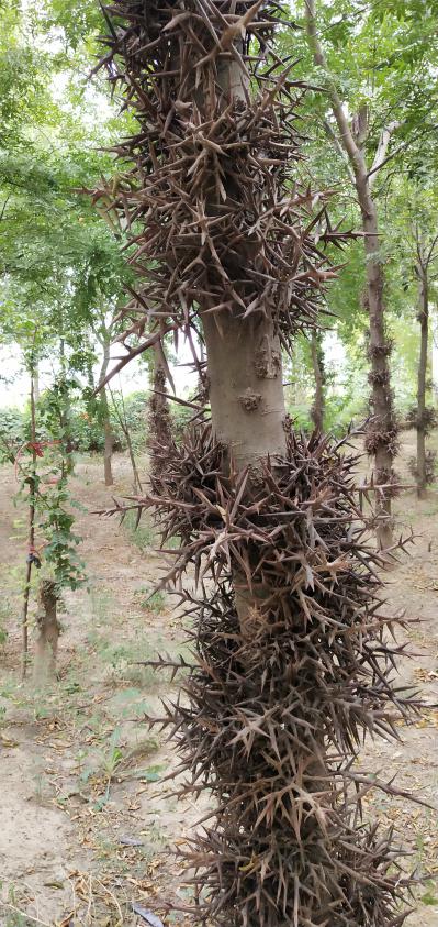 种植基地直供皂角刺