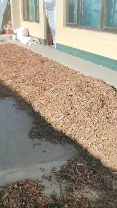 地骨皮