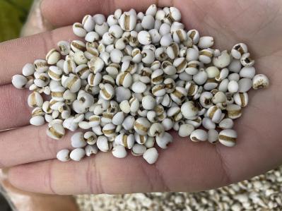薏米仁贵州小薏米厂价直供