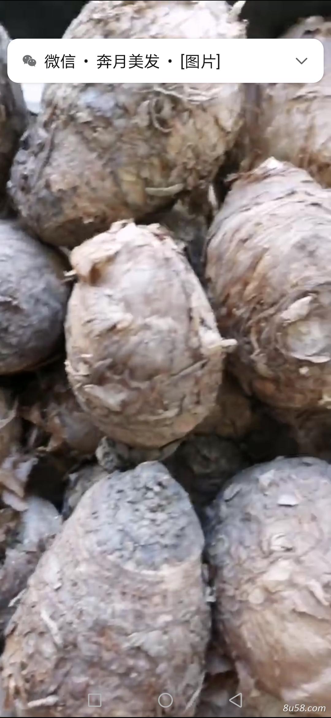 独角莲（别名丁毒豆，白附子）