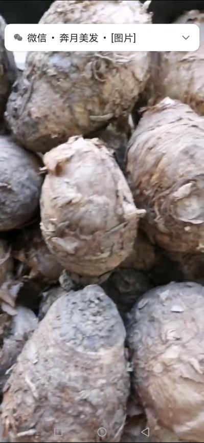 独角莲（别名丁毒豆，白附子）