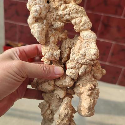 料姜石是什么药材 哪里能买到料姜石 沙姜石一斤多少钱