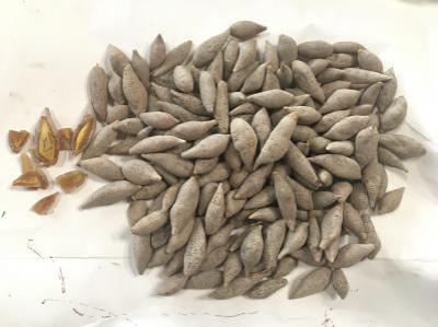 金丝郁金能入药吗 郁金功效作用 果实种子类，花草类，菌藻类，叶皮类，动物矿物类