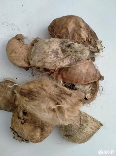 大毛一斤多少钱 哪里能买到大腹皮 槟榔皮价格如何