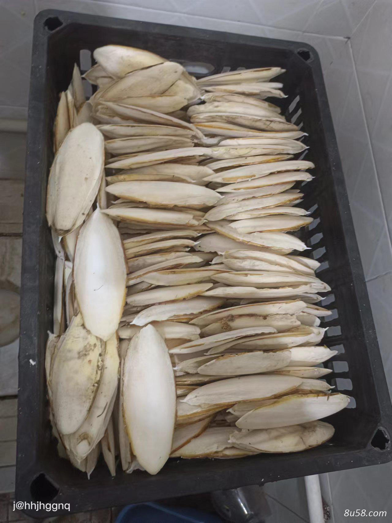 海螵蛸墨鱼骨