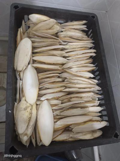 海螵蛸墨鱼骨