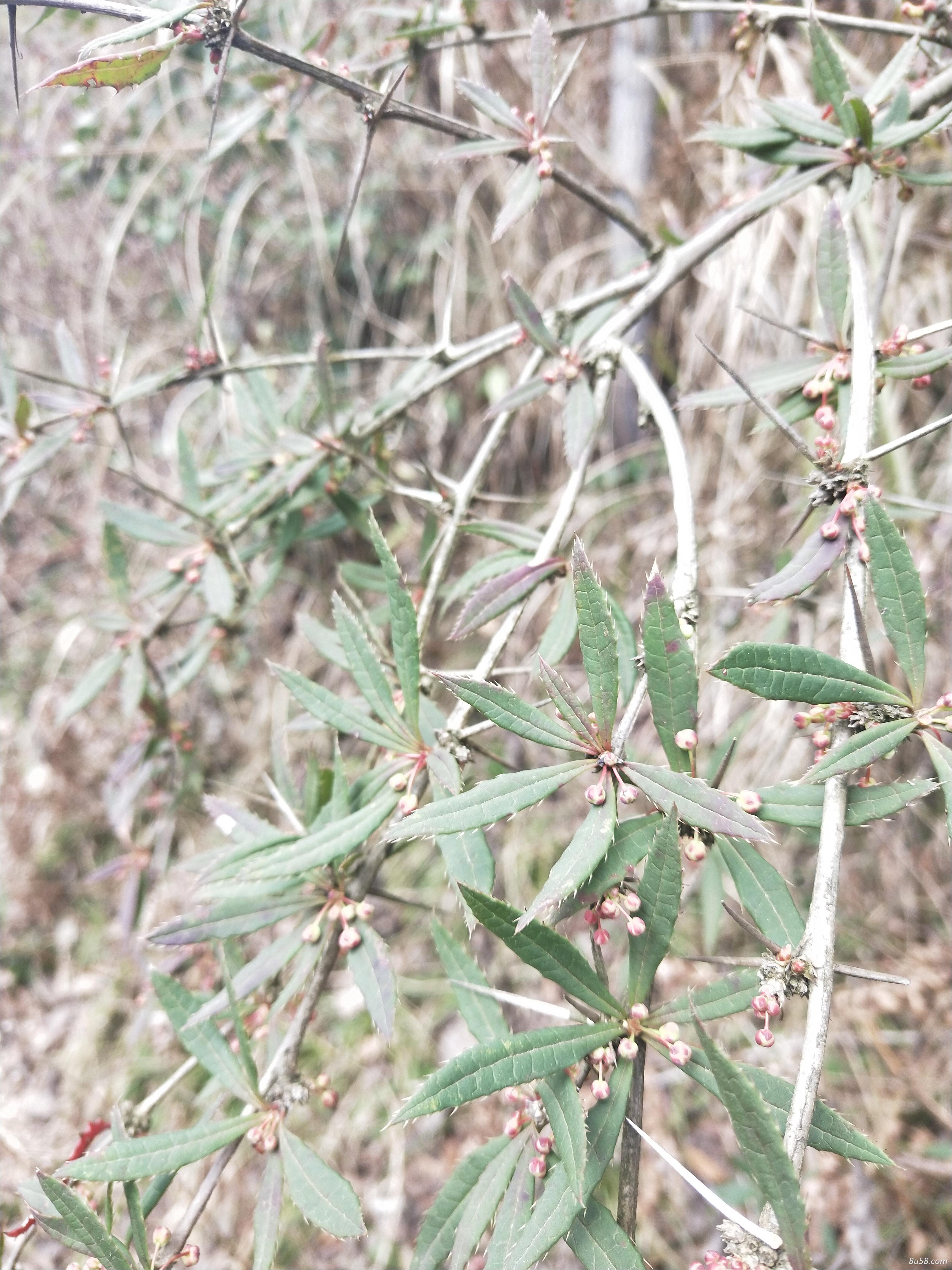 贵州野生三颗针根根