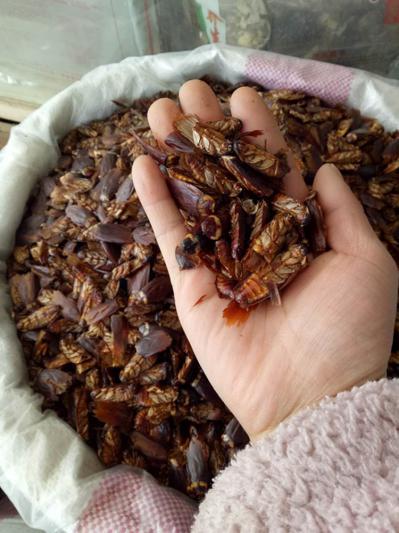 野生药用中药材蟑螂批发商安国蟑螂哪里能买到 蟑螂一斤多少钱