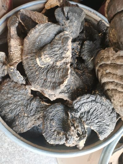 薄树芝多少钱一克薄树芝产地是哪里