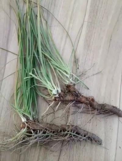 供应鲜知母