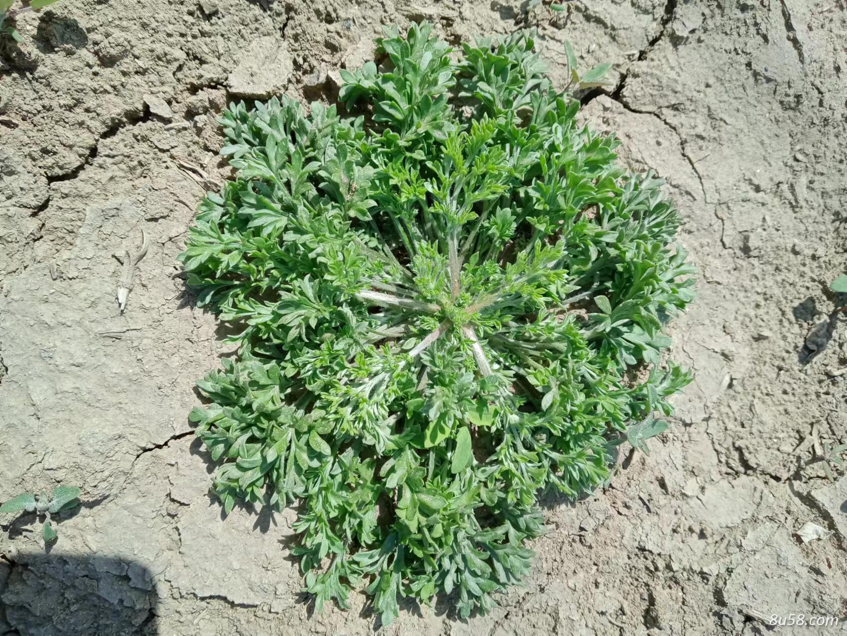 野生茵陈批发