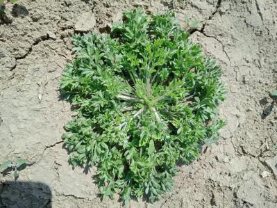 野生茵陈批发
