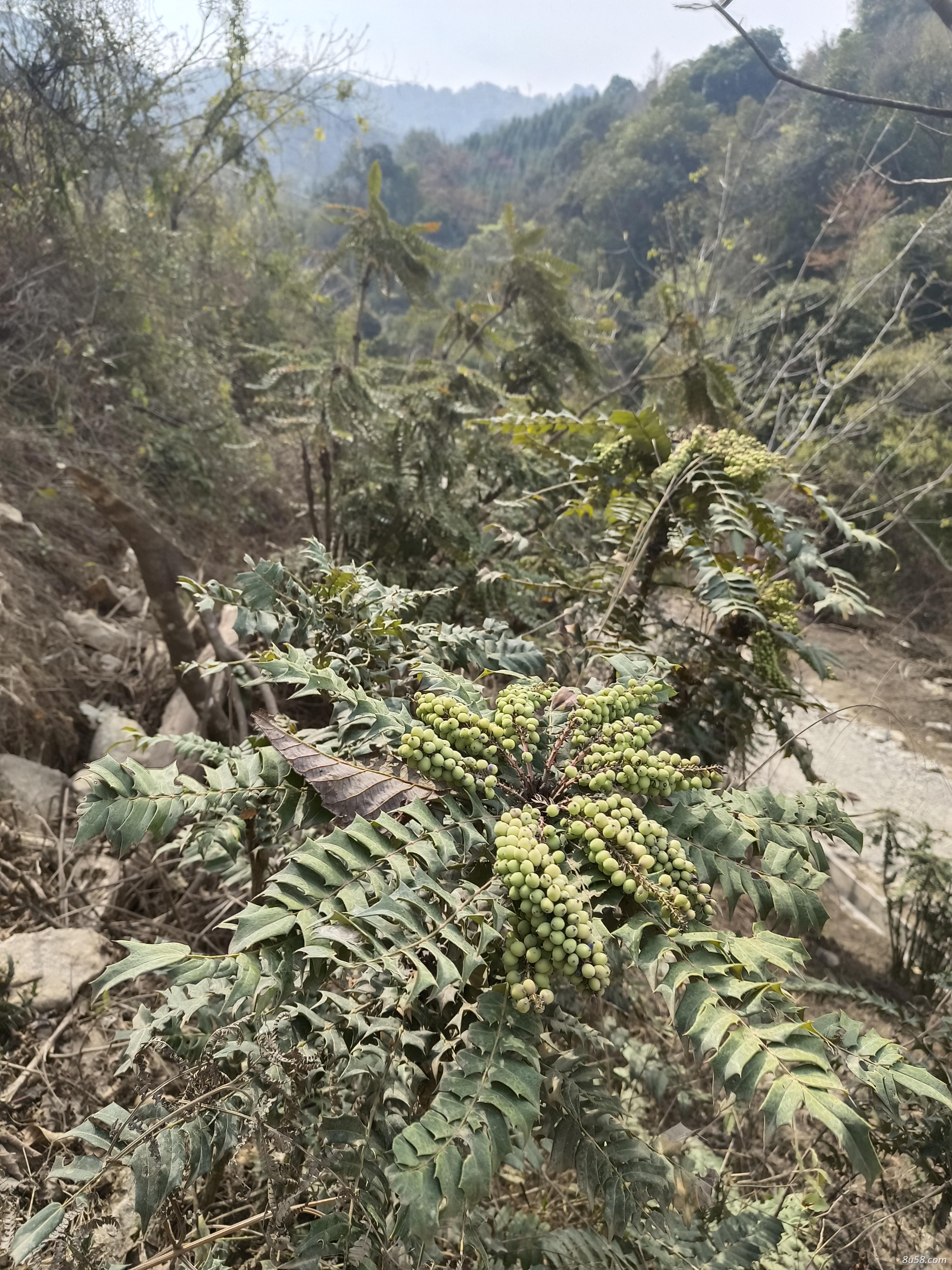 大量出售，野生大功劳