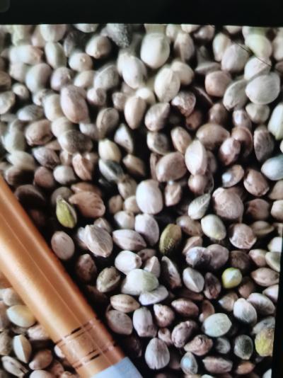火麻仁，包检，属合药检标准，常年经营，大货火麻仁