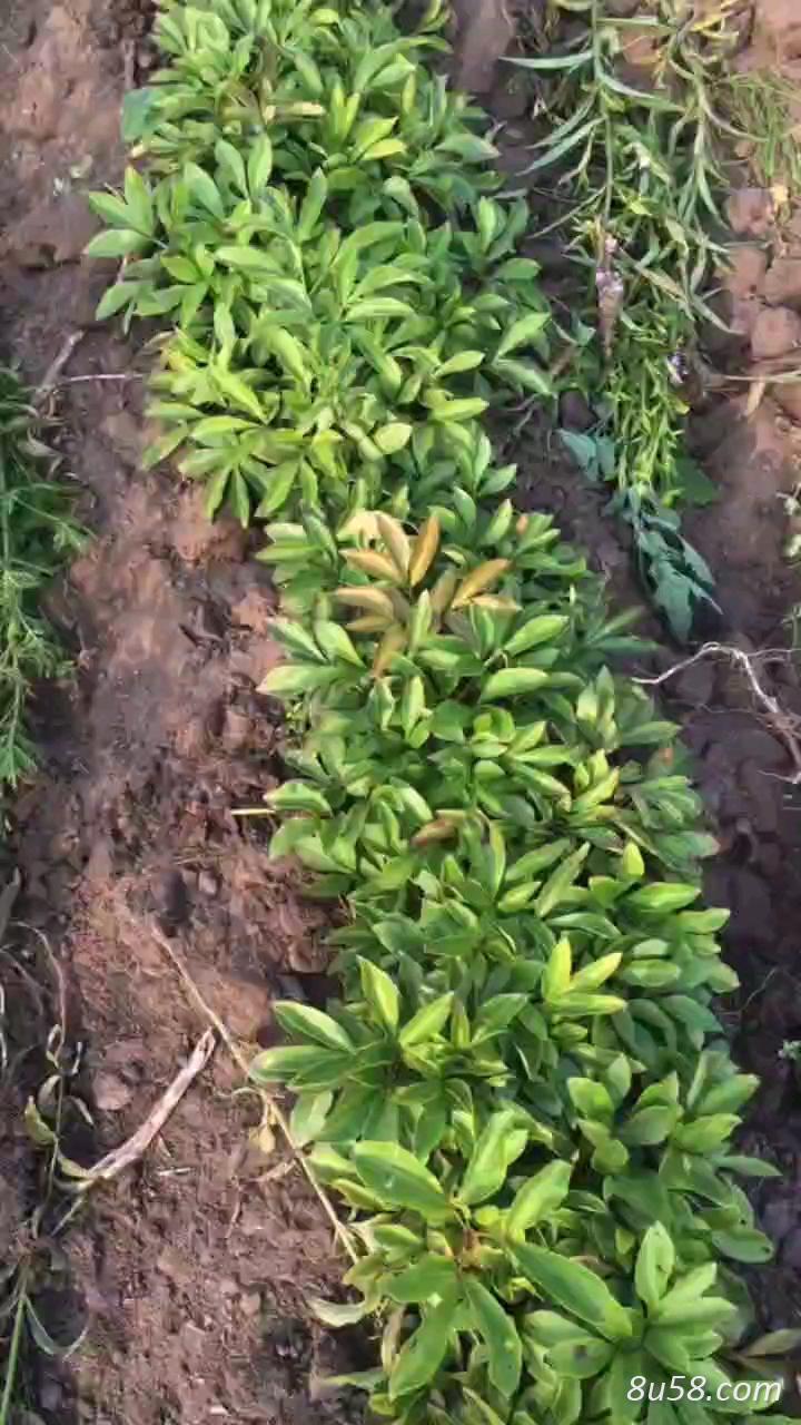 2-3年精品赤芍苗 2-3年精品赤芍苗
