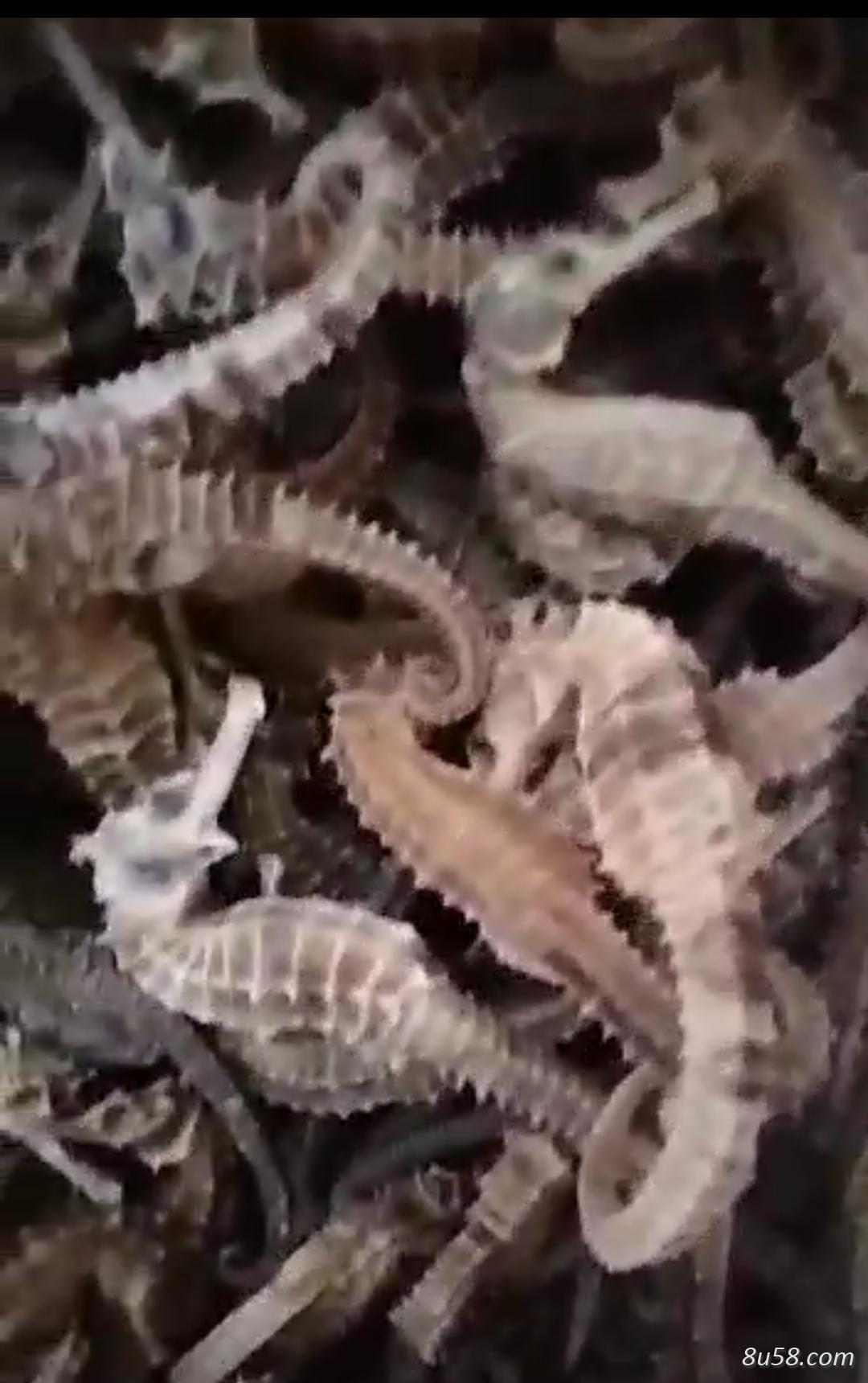 大小规格野生海马，一手货源