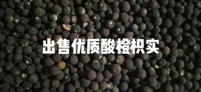 枳实