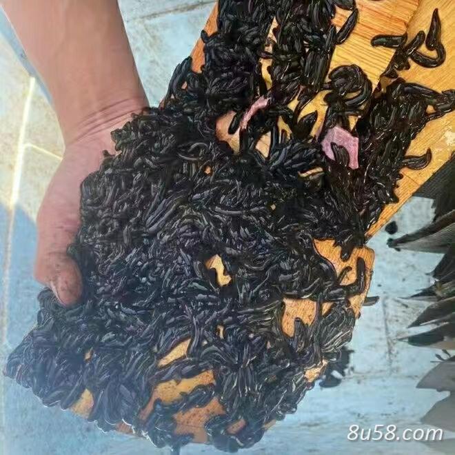 水蛭，黑条需要的联系我