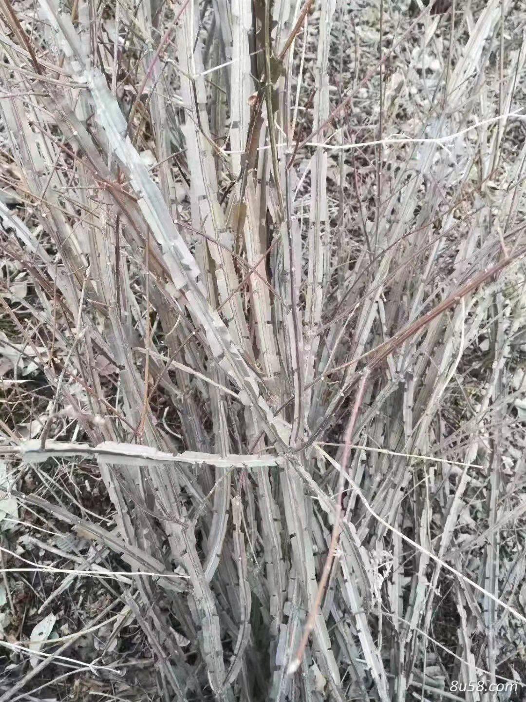 东北野生鬼箭羽 过0.1筛子，过风机