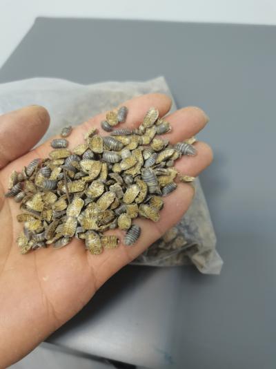 出售，鼠妇虫，西瓜虫