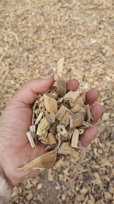 无硫段状晒干芦根