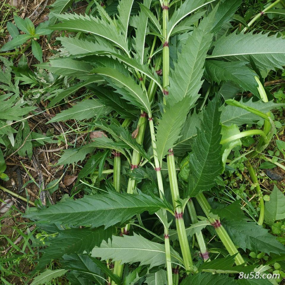 泽兰