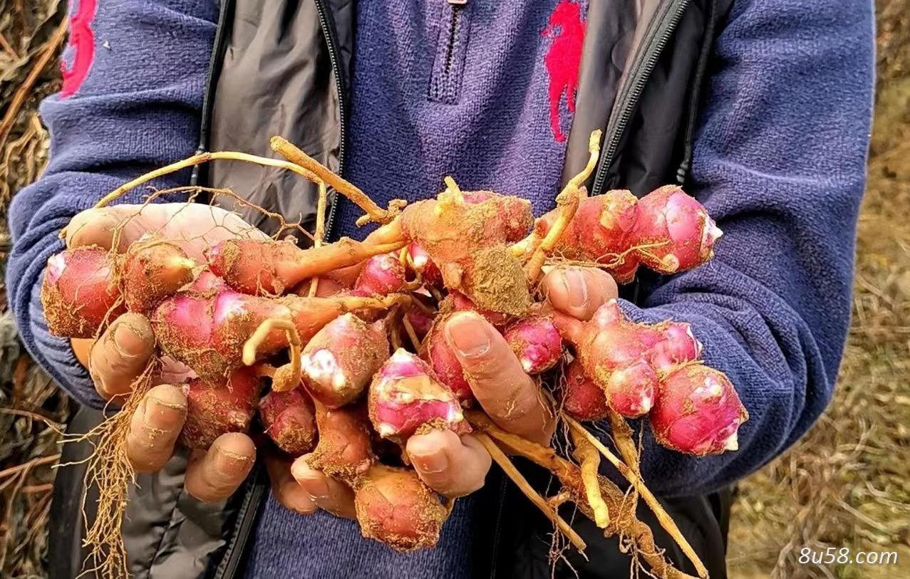 胰岛果种苗 红果菊芋苗 红洋姜苗