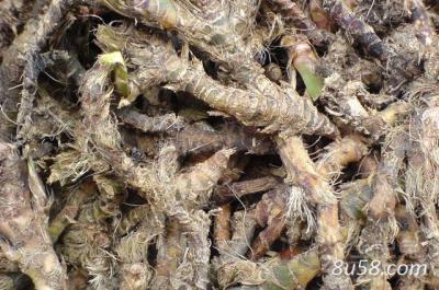 供应大量纯野生石菖蒲