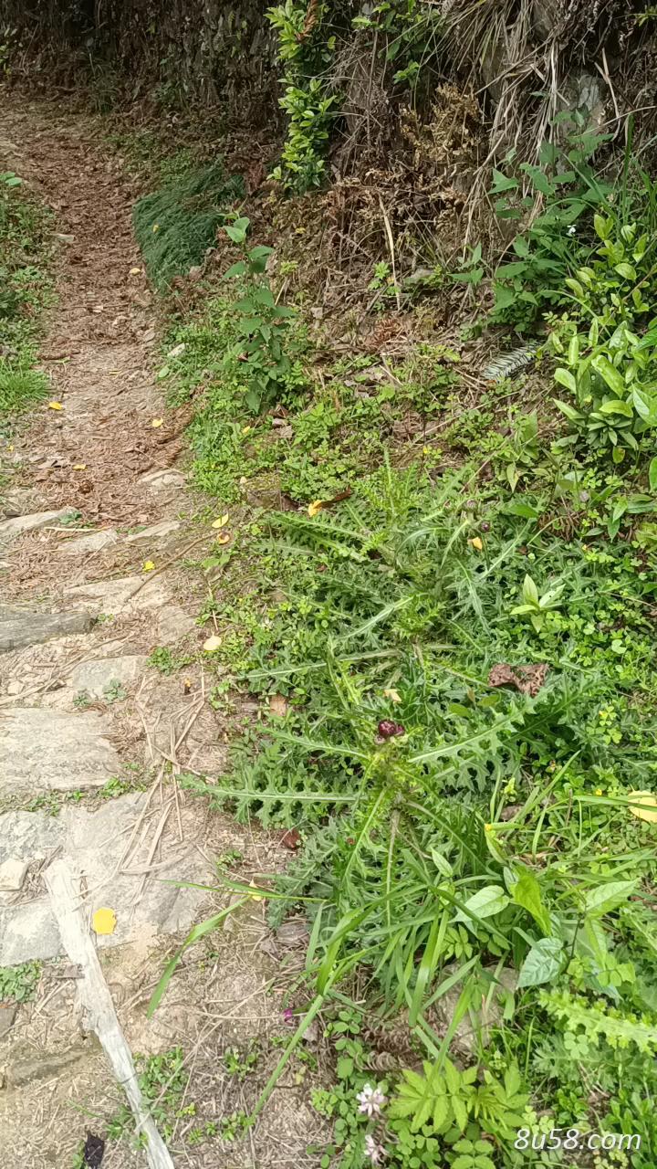 纯野生大蓟根贵州高山野生大蓟根