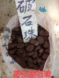 中药材破石珠 土栾儿  九子羊 鸡生旦 破石珠一斤多少钱