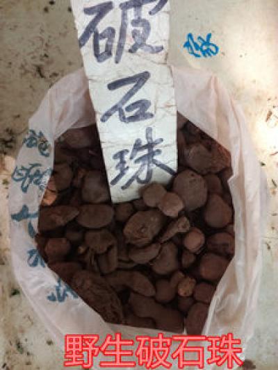 中药材破石珠 土栾儿  九子羊 鸡生旦 破石珠一斤多少钱