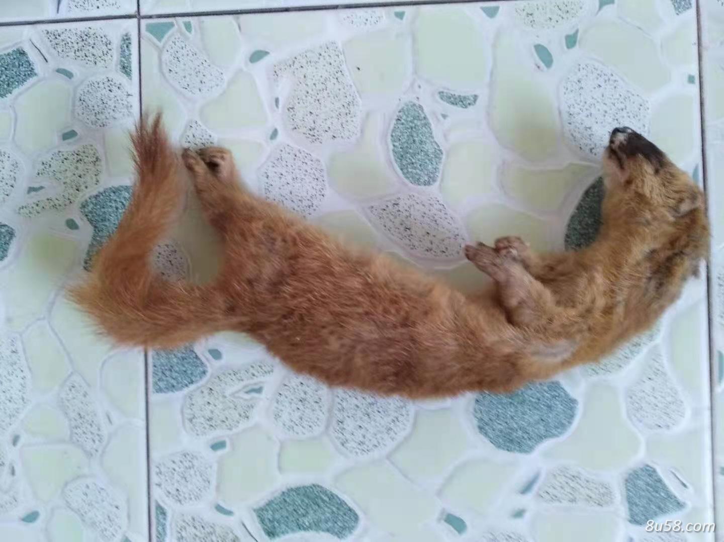 黄鼬