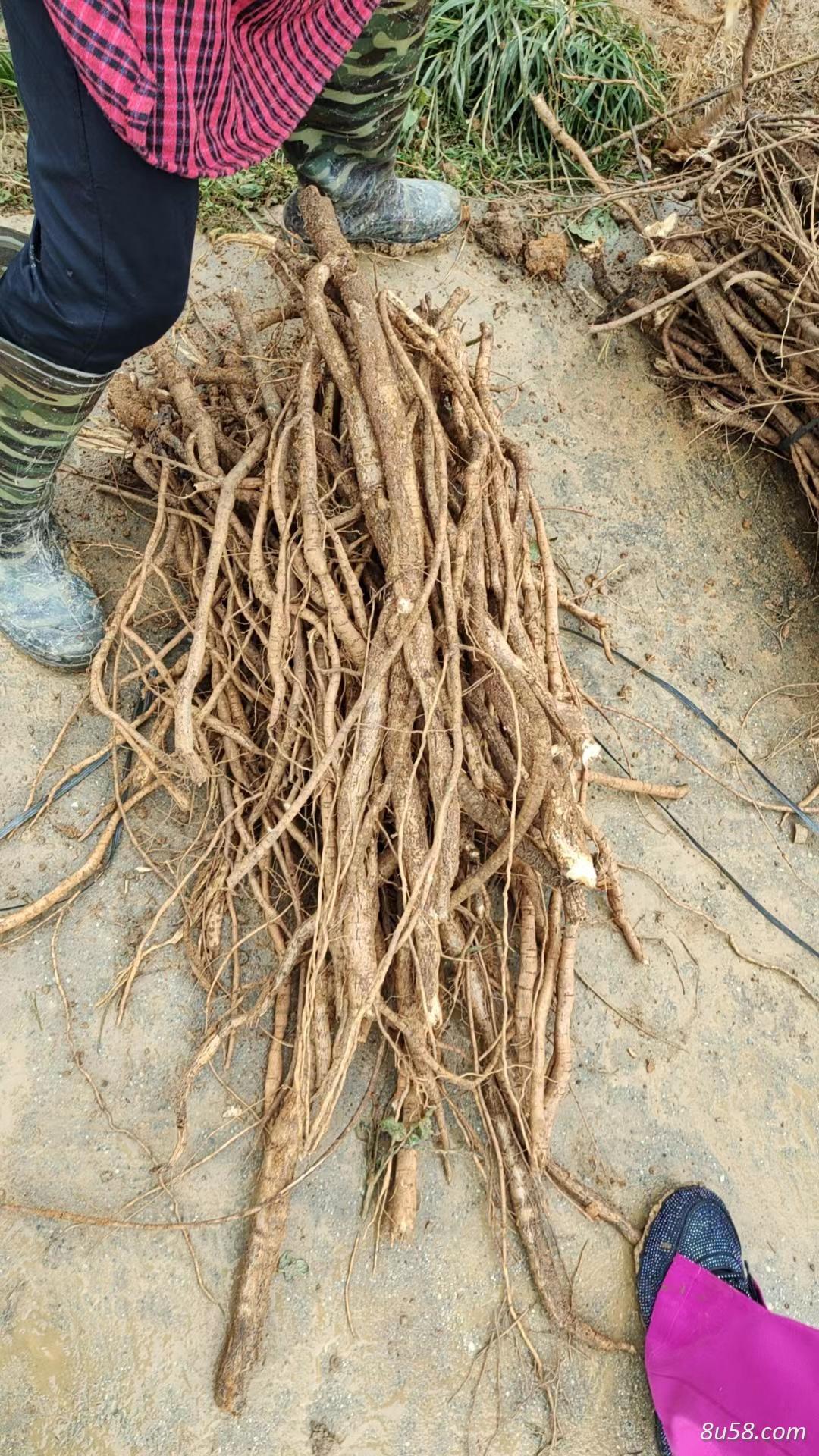 牛大力批发  大力薯 鲜货