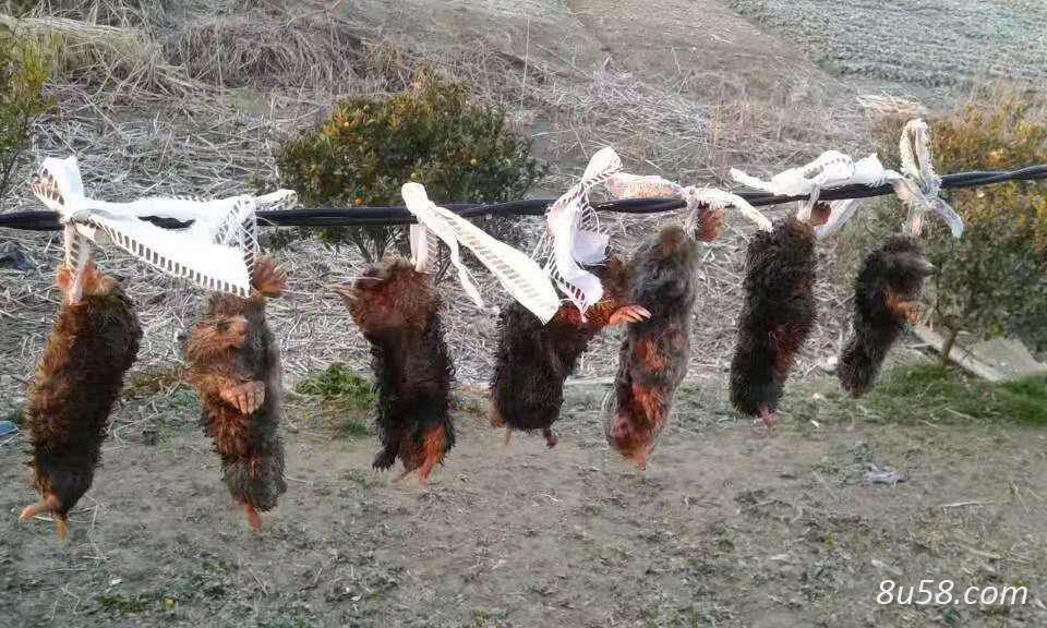 鼹鼠那里能买到,商家