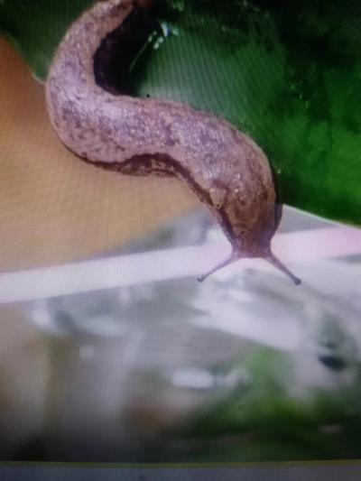 活蛞蝓,鼻涕虫卖多少钱一条