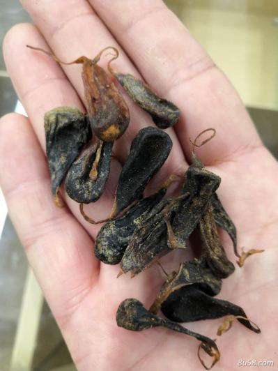 中药刺猬胆,猬胆