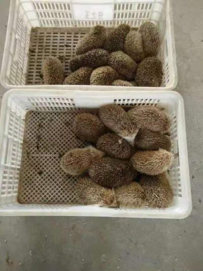一张刺猬皮,一只猬胆的价格是多少,养殖高家