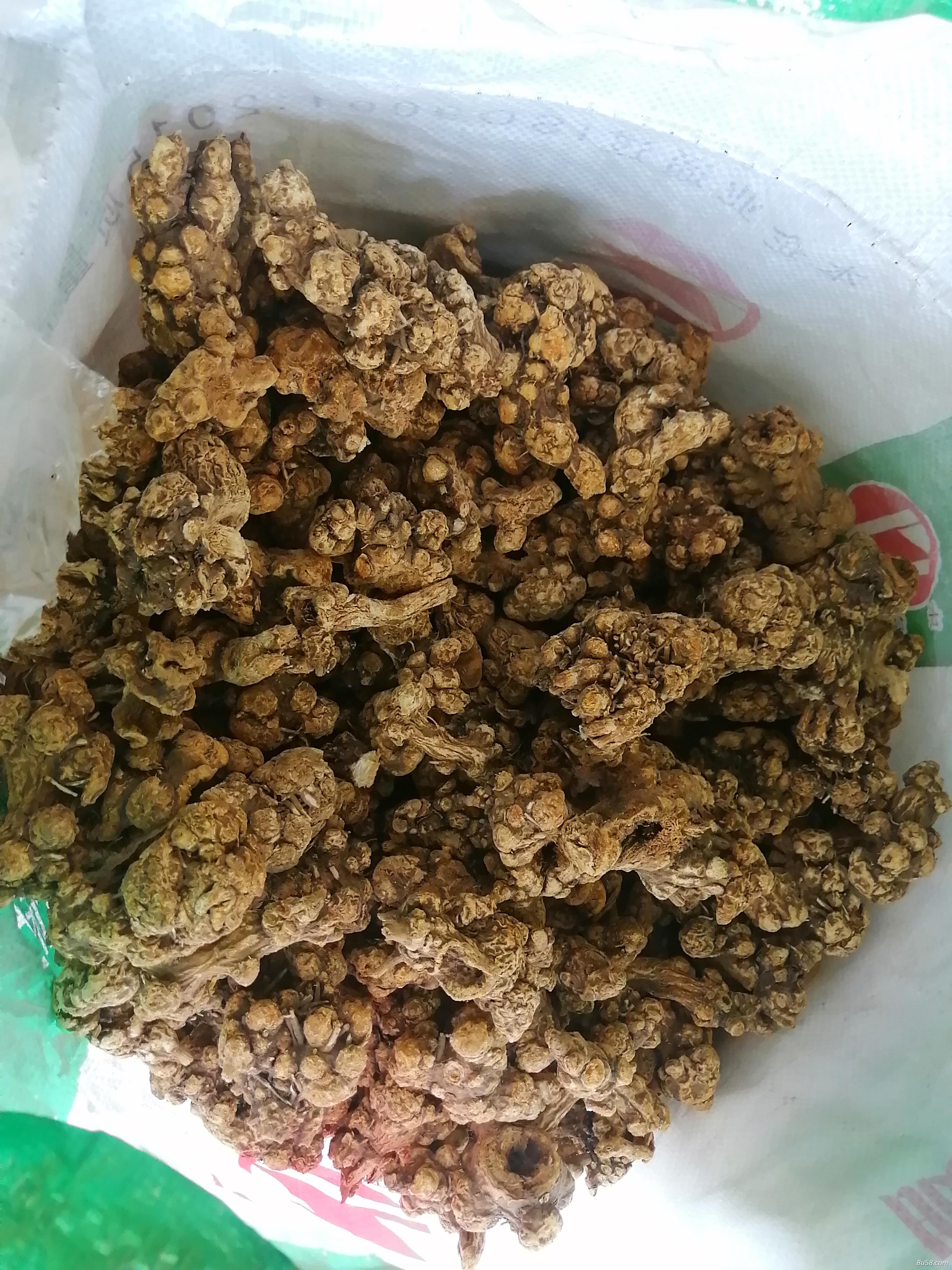 朱砂点苍术干货