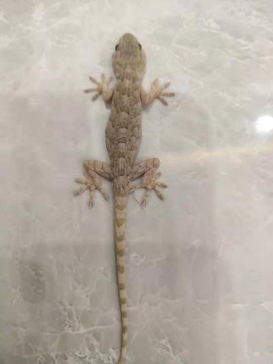 壁虎