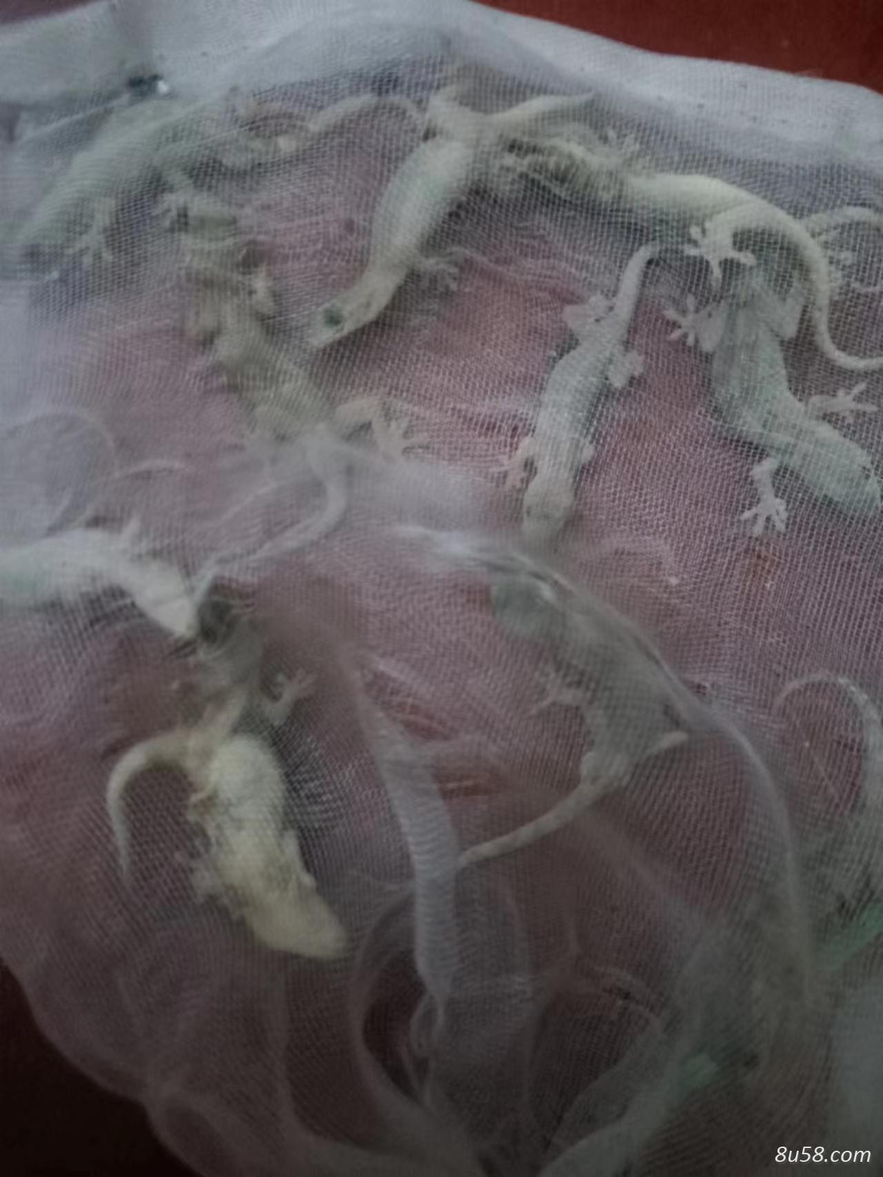 壁虎,蝎虎,无蹼壁虎,蹼趾壁虎,多疣壁虎的功效作用有那些,怎么卖的