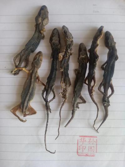 偏方用的壁虎,壁虎干,壁虎粉是多少克,怎么服用的,商家